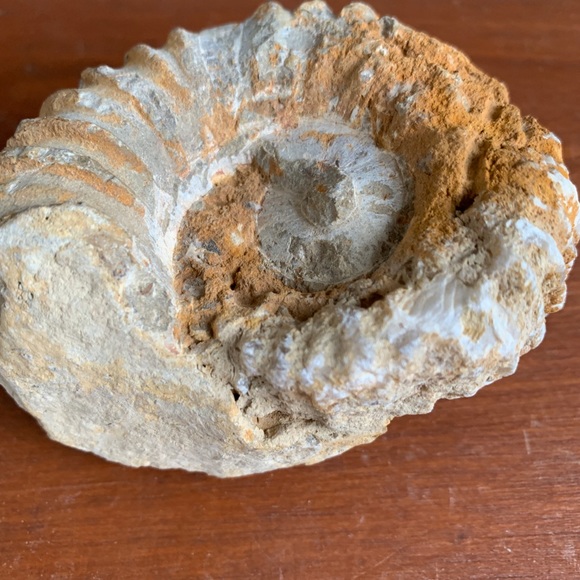 Ammonite Fossil from Morocco. - Picture 2 of 11